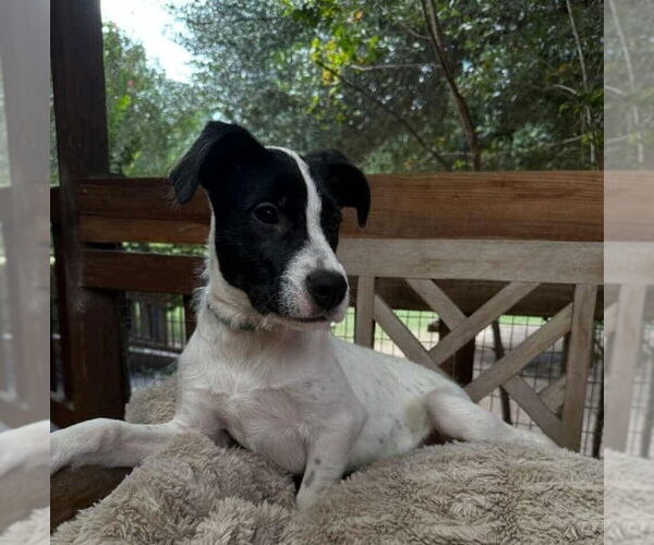Medium Photo #1 Lab-Pointer Puppy For Sale in Princeton, MN, USA