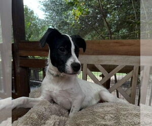 Lab-Pointer Dogs for adoption in Princeton, MN, USA