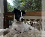 Small Lab-Pointer