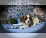 Image preview for Ad Listing. Nickname: Campbell