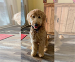 Small Photo #15 Goldendoodle Puppy For Sale in PERRYSVILLE, OH, USA