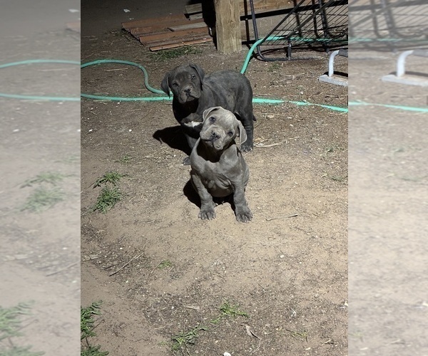 Medium Photo #2 American Bandogge mastiff Puppy For Sale in LAS CRUCES, NM, USA