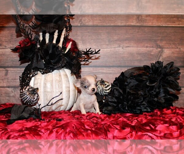 Medium Photo #1 Chihuahua Puppy For Sale in CHARLESTON, AR, USA