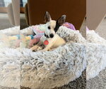 Cheese - Male Chihuahua Dog for Adoption - Small photo