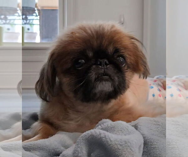 Medium Photo #2 Pekingese Puppy For Sale in Gulfport, MI, USA