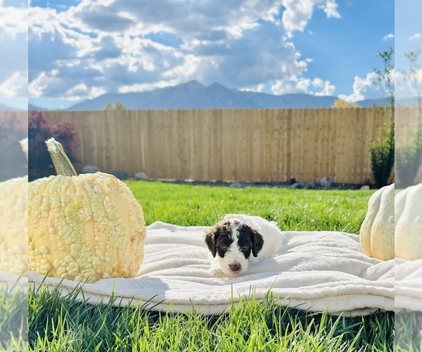 Medium Photo #19 Poodle (Standard) Puppy For Sale in GARDNERVILLE, NV, USA
