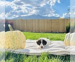 Small Photo #19 Poodle (Standard) Puppy For Sale in GARDNERVILLE, NV, USA
