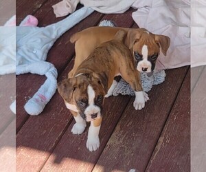 Boxer Puppy for sale in STAFFORD SPRINGS, CT, USA