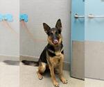 Small German Shepherd Dog Mix