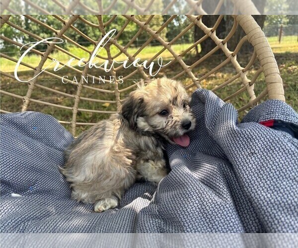 Medium Photo #18 Havachon Puppy For Sale in NIANGUA, MO, USA