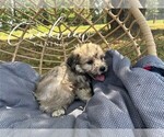 Small Photo #18 Havachon Puppy For Sale in NIANGUA, MO, USA