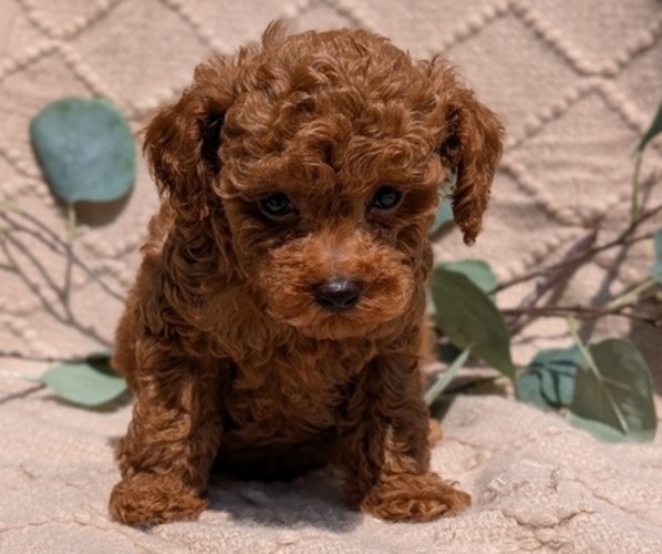Medium Photo #54 Cockapoo Puppy For Sale in GOSHEN, IN, USA