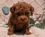 Small Photo #54 Cockapoo Puppy For Sale in GOSHEN, IN, USA