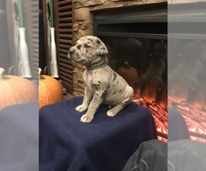 Great Dane Puppy for sale in MORRISTON, FL, USA