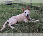 Small #1 German Shepherd Dog Mix