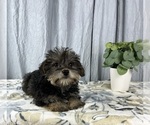 Small Photo #4 Schnoodle (Standard) Puppy For Sale in GREENWOOD, IN, USA
