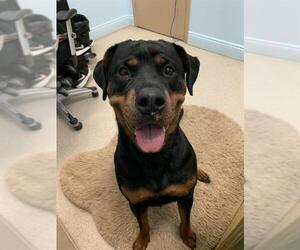 Rottweiler Dogs for adoption in London, Ontario, Canada