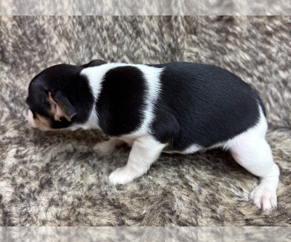 Medium Photo #5 Rat Terrier Puppy For Sale in WHITAKERS, NC, USA