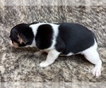 Small #4 Rat Terrier