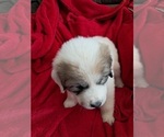 Puppy Roman Great Pyrenees