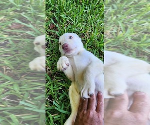 Labrador Retriever Litter for sale in FLEMING ISLE, FL, USA