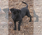 Small Photo #10 Labrador Retriever Puppy For Sale in TEKAMAH, NE, USA