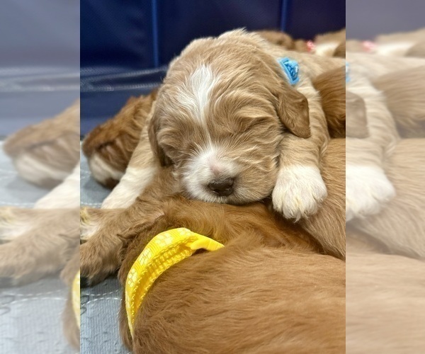 Medium Photo #22 Goldendoodle Puppy For Sale in ORANGEVALE, CA, USA
