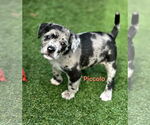 Small Australian Shepherd-Border Terrier Mix