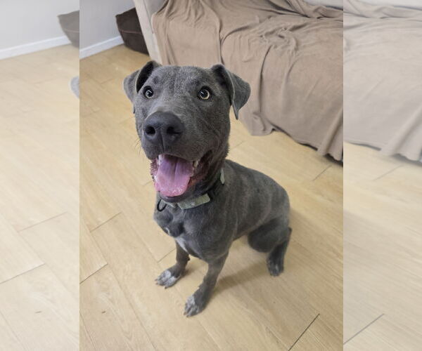 Medium Photo #10 Mutt Puppy For Sale in Rockaway, NJ, USA