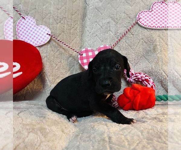 Medium Photo #5 Great Dane Puppy For Sale in GILLETT, PA, USA