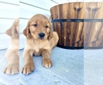 Small #2 Golden Retriever