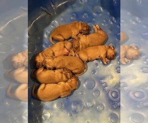Medium Golden Retriever