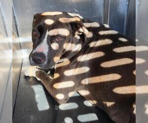 American Staffordshire Terrier-Unknown Mix Dogs for adoption in San Antonio, TX, USA
