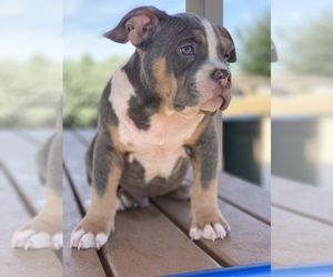 American Bully Puppy for sale in ARLINGTON, TX, USA
