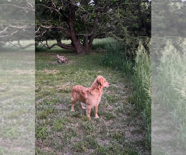 Medium Photo #1 Golden Retriever Puppy For Sale in BURNS, KS, USA