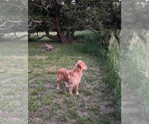 Mother of the Golden Retriever puppies born on 04/22/2026