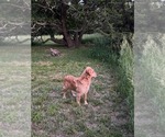 Small Photo #1 Golden Retriever Puppy For Sale in BURNS, KS, USA