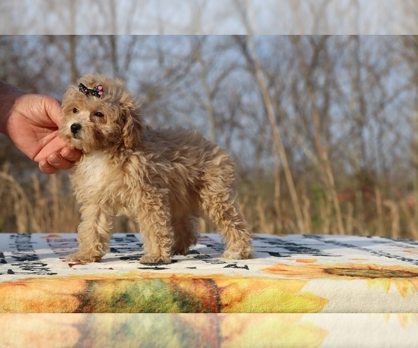 Medium Photo #14 Poodle (Toy) Puppy For Sale in DYERSBURG, TN, USA