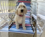 Small Photo #4 Goldendoodle Puppy For Sale in ARNOLD, MD, USA
