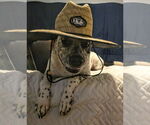 Small #7 American Staffordshire Terrier Mix