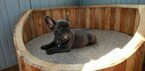 Small Photo #1 French Bulldog Puppy For Sale in STAMFORD, CT, USA