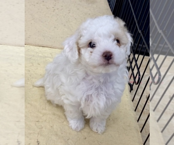 Medium Photo #1 Poodle (Miniature) Puppy For Sale in ADAMSVILLE, TN, USA