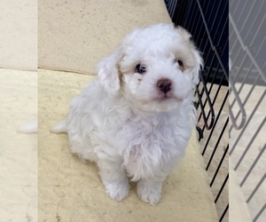 Poodle (Miniature) Puppy for sale in ADAMSVILLE, TN, USA