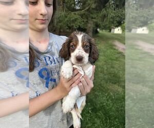 English Springer Spaniel Puppy for sale in ADDISON, PA, USA