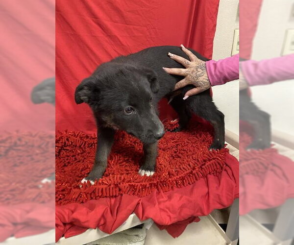 Medium Photo #1 Akita-Unknown Mix Puppy For Sale in Modesto, CA, USA