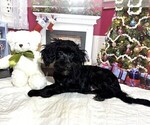 Small #5 Schnoodle (Miniature)