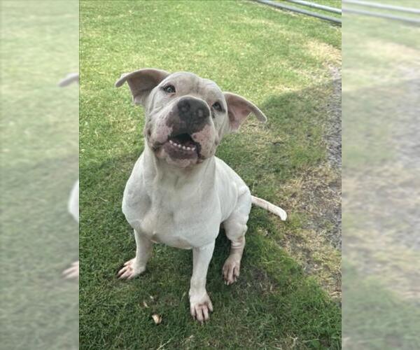 Medium Photo #3 American Pit Bull Terrier-Unknown Mix Puppy For Sale in Corpus Christi, TX, USA