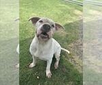 Small #2 American Pit Bull Terrier Mix
