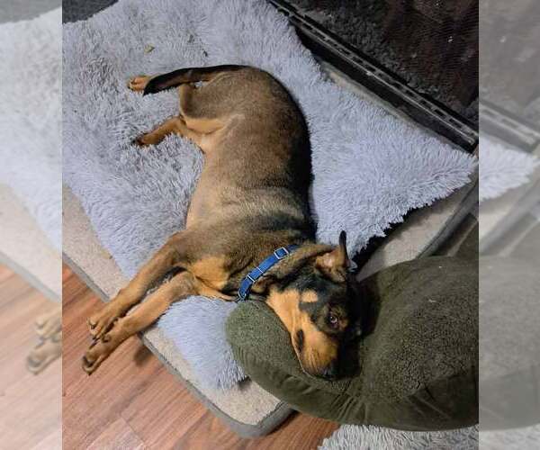 Medium Photo #7 Rottweiler-Unknown Mix Puppy For Sale in Kennesaw, GA, USA