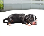 Small #1 Miniature Australian Shepherd